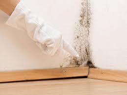 Best Basement Mold Removal  in Talent, OR